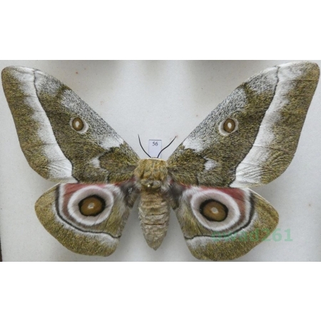 Gonimbrasia zambesina (Walker, 1865) female ex.pupa Kenya 121mm56